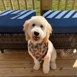 Boy 1 - Apricot Goldendoodle puppy in Lexington, North Carolina from Sages Doodles and Poodles of NC