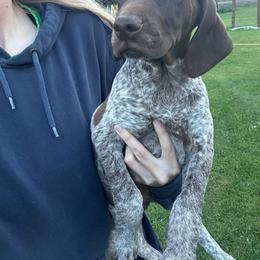 3 - Liver roan male German Shorthaired Pointer puppy in Greenwood, New York from Fur and Feather Kennels
