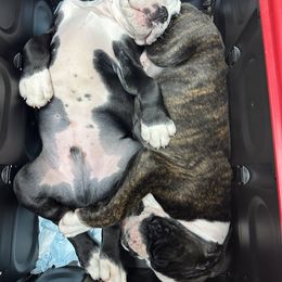 Boxer Puppies from A&B Euro Boxers, LLC