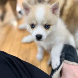 Fiona - Merle female Pomsky puppy in Doon, Iowa from Luxury Pomsky