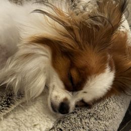 Papillon All Grown Up from PapillonPups