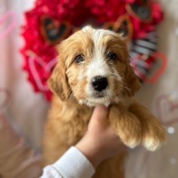 Hazel - Red Bernedoodle puppy in Maryville, Missouri from M&M Mini Bernedoodles