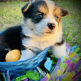 Victor Glover - Black and white male American Corgi puppy in Cocoa, Florida from Cascadian Space Coast Corgis LLC