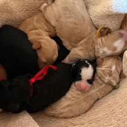 Green - Brown female Bernedoodle puppy in Travelers Rest, South Carolina from Bernedoodle.do