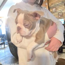 Peanut - Boston Terrier
