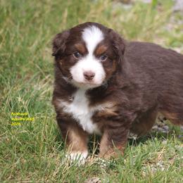 Orion - Red tri-color male Miniature American Shepherd puppy in Hillsdale, Michigan from Faithwalk Aussies and Mini American Shepherds