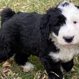 Sheepadoodles from Ruby of Idaho