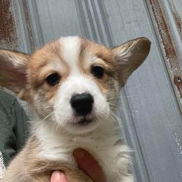 Sam - Sable male Pembroke Welsh Corgi puppy in Adairsville, Georgia from R&R Corgis