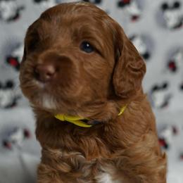 Simba - Red male Australian Labradoodle puppy in Fontana, California from Glory Labradoodle’s