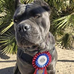 Cane Corso from Diesels Legacy
