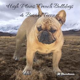French Bulldog puppies from High Plains French Bulldogs,Boston Terriers and Frenchtons.