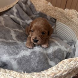 Cavapoo Puppies from Coles Cavapoo’s
