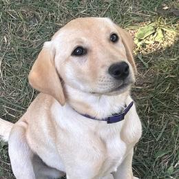 Agnes - Yellow female Labrador Retriever puppy in Alger, Ohio from Osborne Family Retrievers