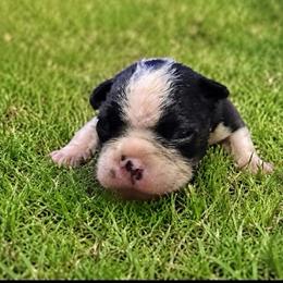 Daisy - Black and white female Boston Terrier puppy in Covington, Georgia from Tuxedo Bostons of Atlanta