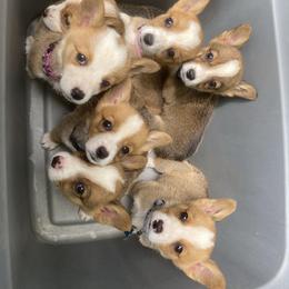 Pembroke Welsh Corgi Puppies from Southern Raised Corgis