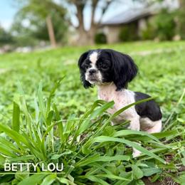 Shih Tzu Puppies from Altas Palmas Shih Tzu