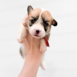 Red - Anne of Cleves (fluffy) - Red female Pembroke Welsh Corgi puppy in Milan, Georgia from Williams’ Welsh Corgis LLC