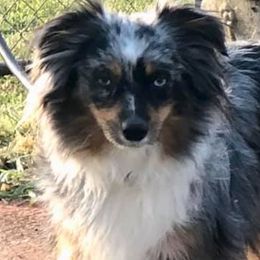 Miniature Australian Shepherds and Toy Australian Shepherds from Tiny Town Mini and Toy Aussies
