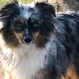 Miniature Australian Shepherds and Toy Australian Shepherds from Tiny Town Mini and Toy Aussies