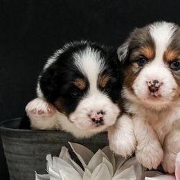 Miniature American Shepherds from Fergie's Mini American Shepherds