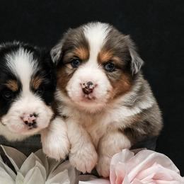Miniature American Shepherds from Fergie's Mini American Shepherds