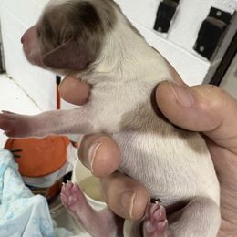 Hershey - Piebald female Dachshund puppy in Fayetteville, Pennsylvania from PA's Darling Doxies
