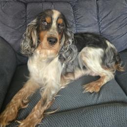 Alena - English Springer Spaniel