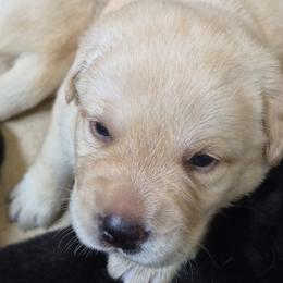 Bryce Royal Blue collar - Yellow male Labrador Retriever puppy in Greenwich, Ohio from Pure Gem Kennel