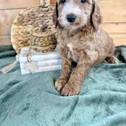 Boy 3 - Apricot male Irish Doodle puppy in Bloomfield, Iowa from Schooley Doodles