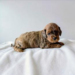 Rummy - Sable male Cavapoo puppy in Sparta, Missouri from Sis' Doodles & Poodles