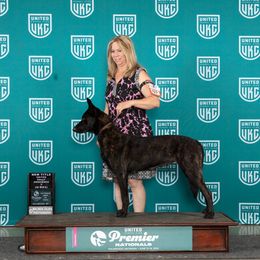 Nadia - Dutch Shepherd