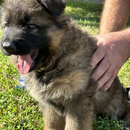 German Shepherd and Pembroke Welsh Corgi Puppies from Top Shepherd Perlez