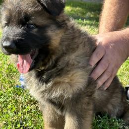 German Shepherd and Pembroke Welsh Corgi Puppies from Top Shepherd Perlez