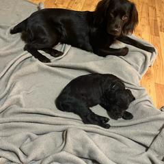 Basset Hound, Boykin Spaniel, English Cocker Spaniel, and Labrador Retriever Puppies from PARK’s Family Farm