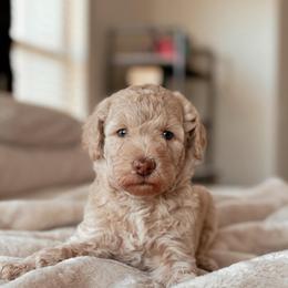 Carbonara, Boy - Cream male Goldendoodle puppy in Maricopa, Arizona from Desert Ridge Doodles