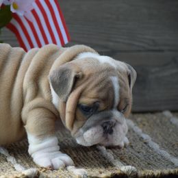 Tuff - Fallow male Bulldog puppy in Bradleyville, Missouri from HurstBulldogs