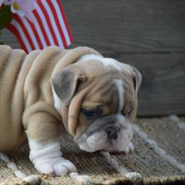 Tuff - Fallow male Bulldog puppy in Bradleyville, Missouri from HurstBulldogs