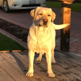 Labrador Retrievers from Ruby Mountain Labradors
