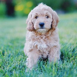 Cavapoo and Goldendoodle Puppies from Ivy The Mini Doodle
