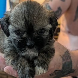 Elon - Brindle male Lhasa Apso puppy in Fort Worth, Texas from Cynthia's Lhasa Apsos