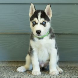 Jet - Black and white male Siberian Husky puppy in Mc Cleary, Washington from Chelsea's Huskies