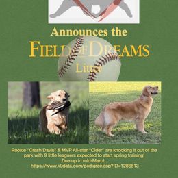 Boy 1 - Golden Golden Retriever puppy in Calhoun, Georgia from Raya Golden Retrievers