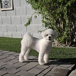Luna - Bichon Frise