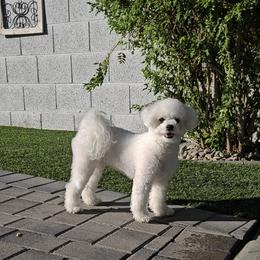 Luna - Bichon Frise