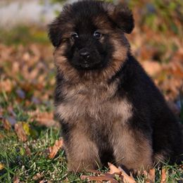 German Shepherd Puppies from German Shepherd Puppies