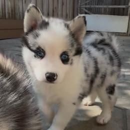 Camron - Merle male Pomsky puppy in Spring Hill, Florida from PDQ Pomskies