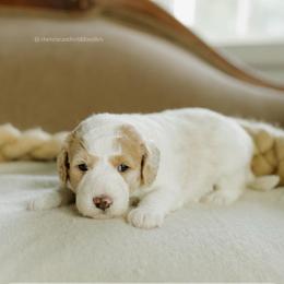Jan - Parti female Goldendoodle puppy in Hiddenite, North Carolina from Rose and Reid Doodles