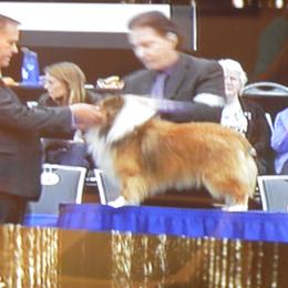 Shetland Sheepdog All Grown Up from mvshelties