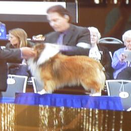Shetland Sheepdog All Grown Up from mvshelties