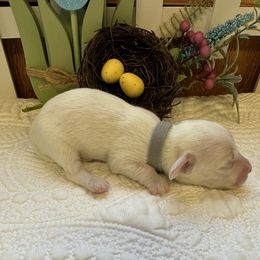 Gray collar male - Cream Dachshund puppy in Trenton, Kentucky from Promise Land Puppies